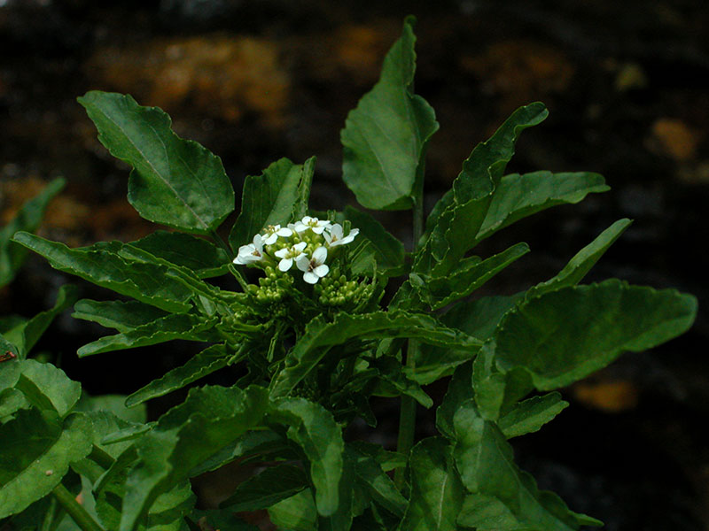 Nasturtium officinale