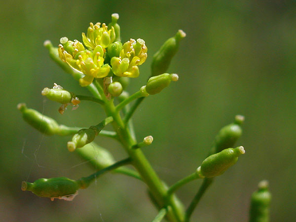 Bog Yellowcress