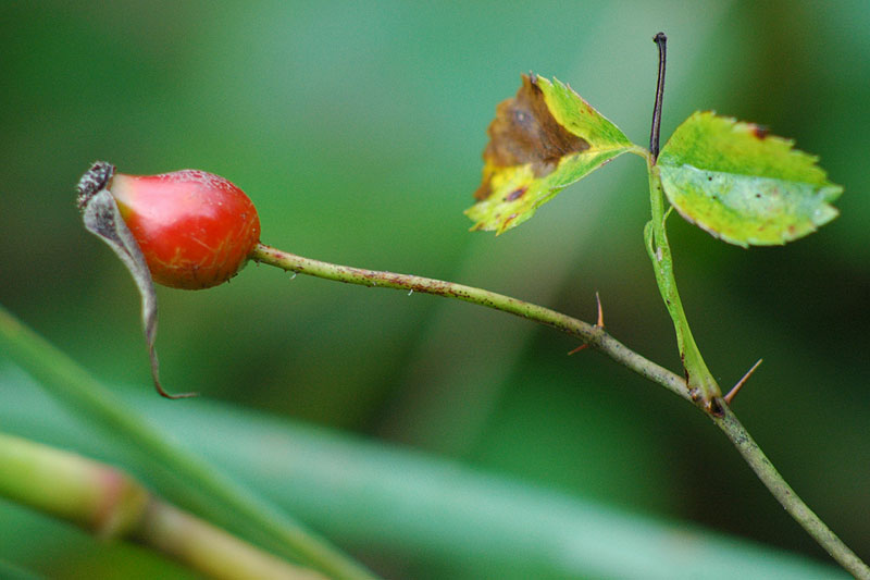 Rosa carolina