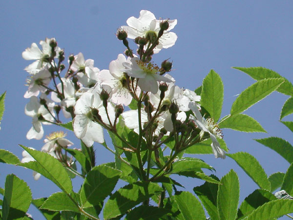 Multiflora Rose