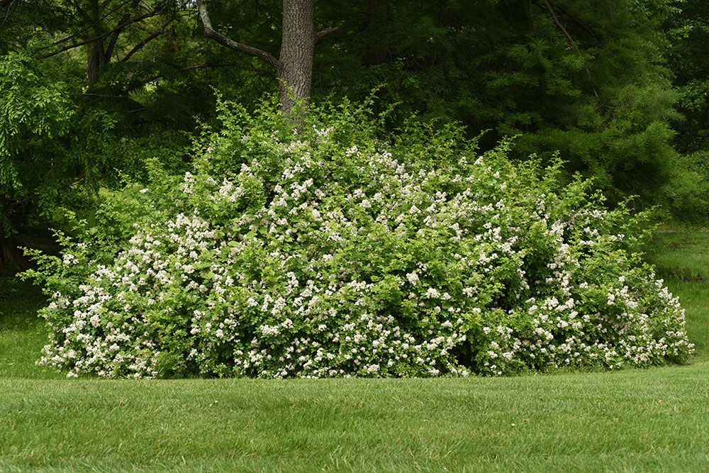 Multiflora Rose