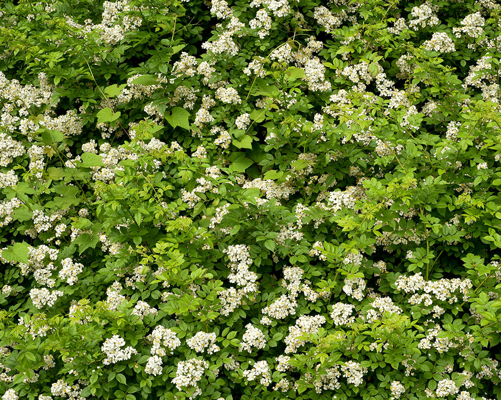 Rosa multiflora