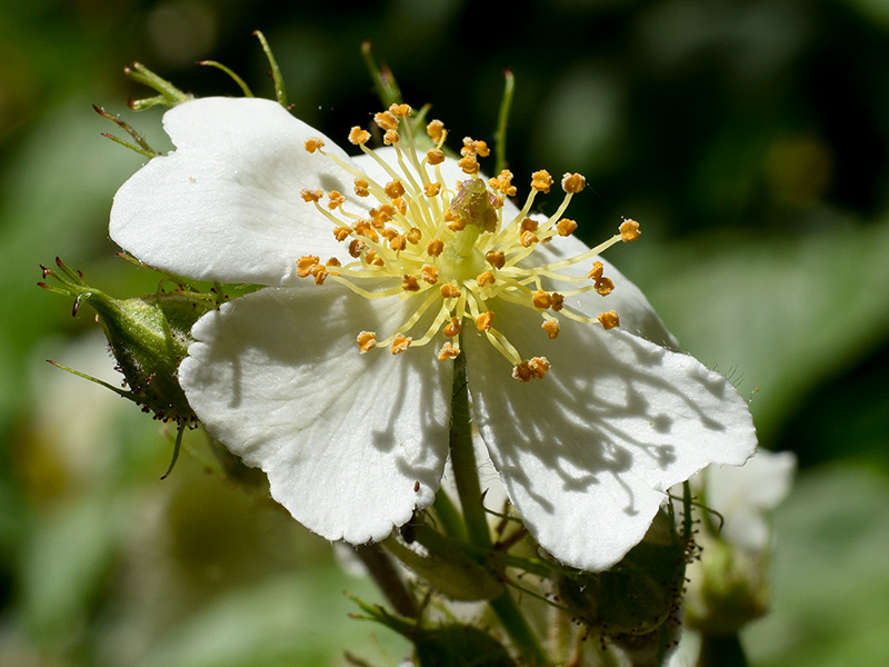 Rosa multiflora