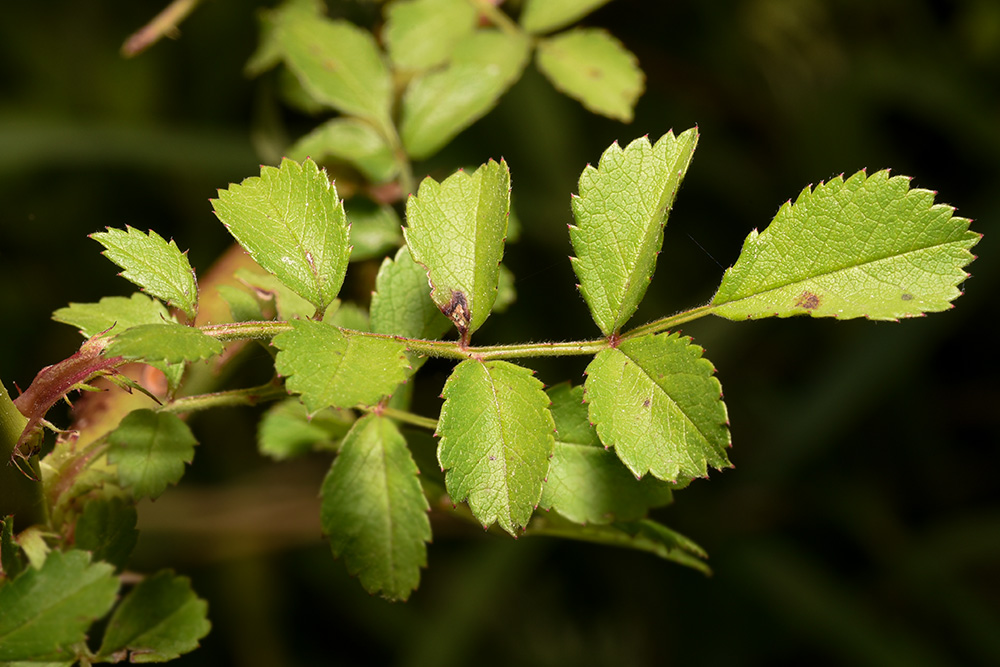 Multiflora Rose