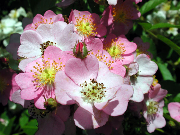 Rosa multiflora