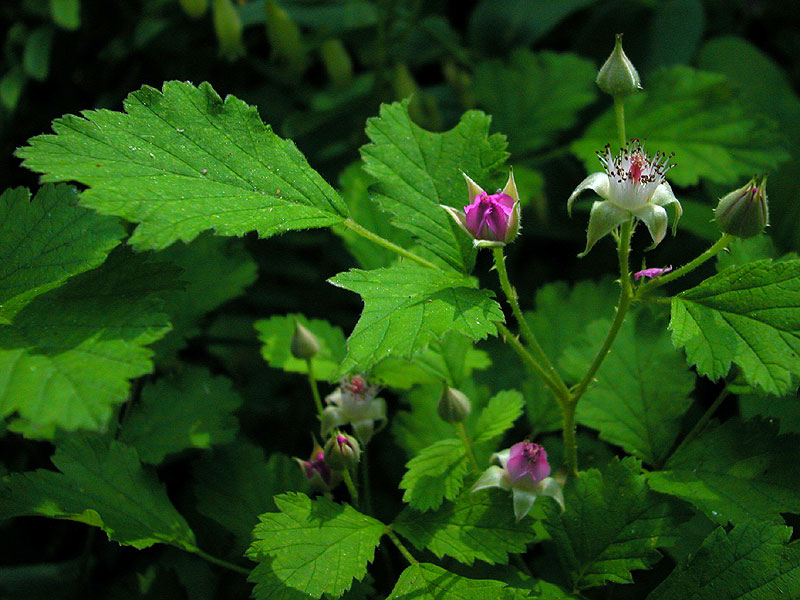 Rubus parvifolius