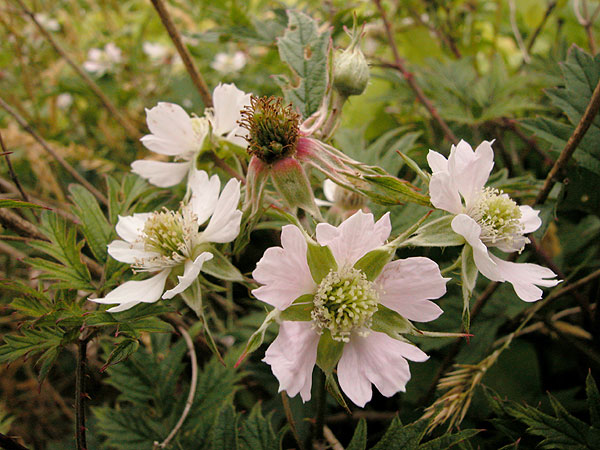 Evergreen Blackberry