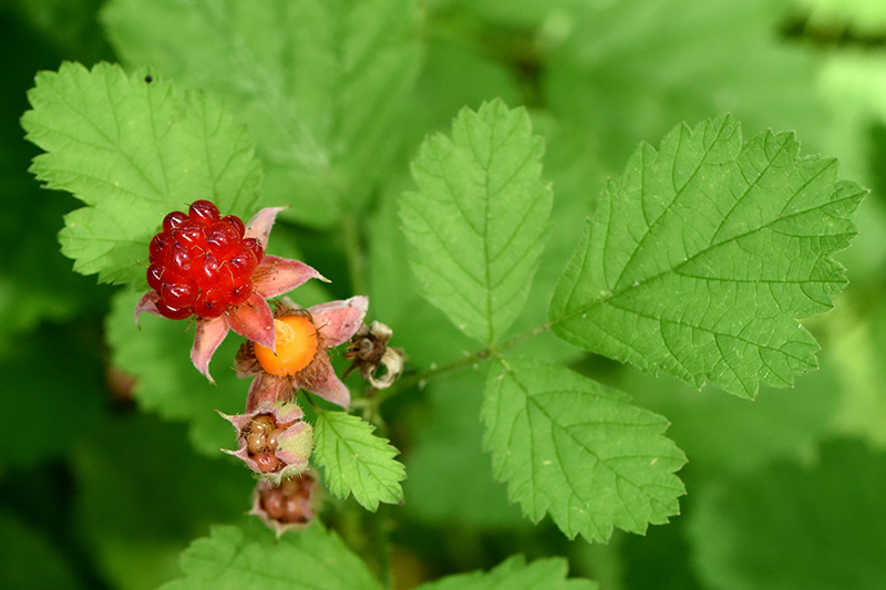 Three-leaf Blackberry