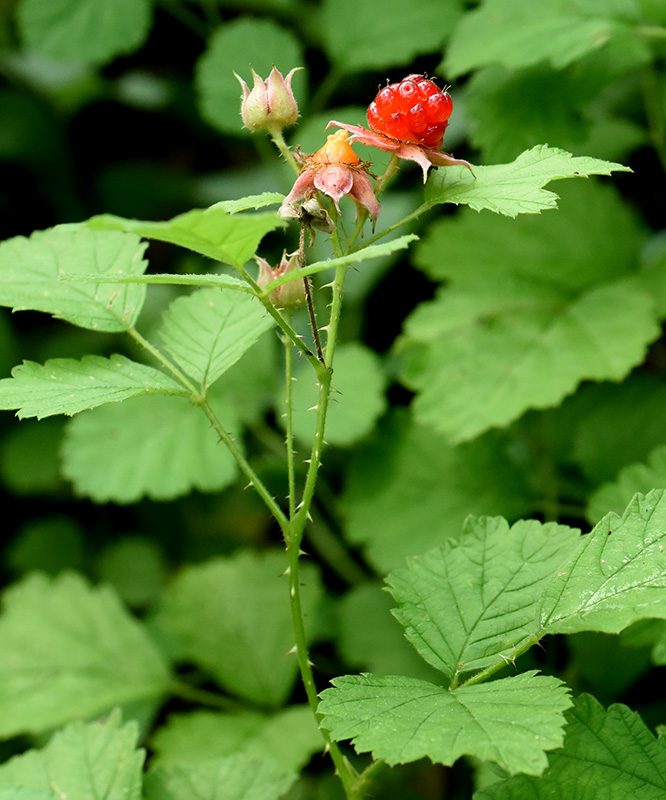 Rubus parvifolius