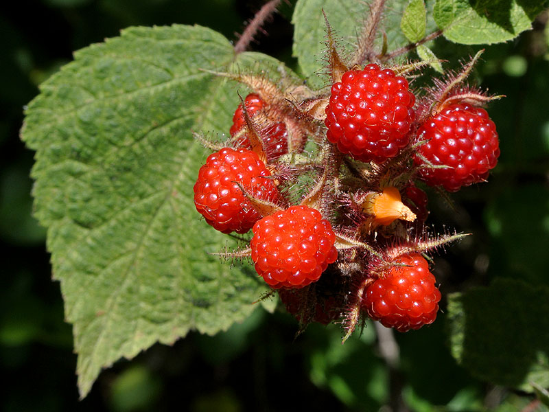 Rubus phoenicolasius