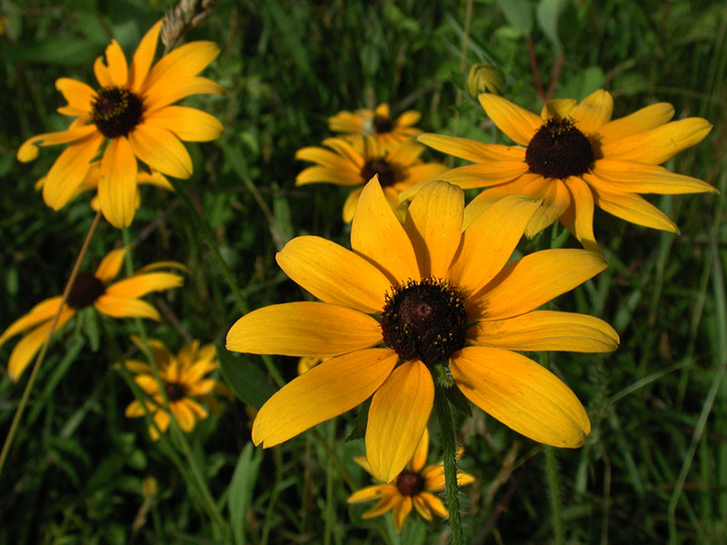 Rudbeckia hirta var. pulcherrima