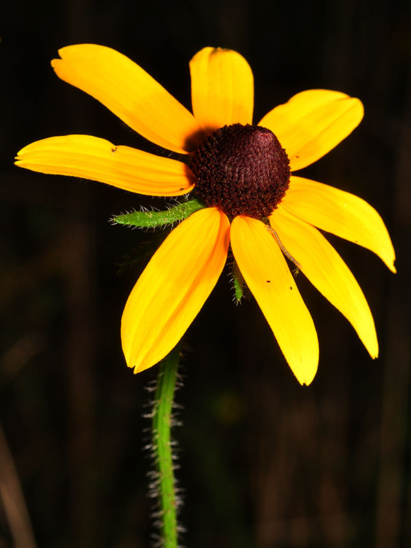 Rudbeckia hirta var. pulcherrima