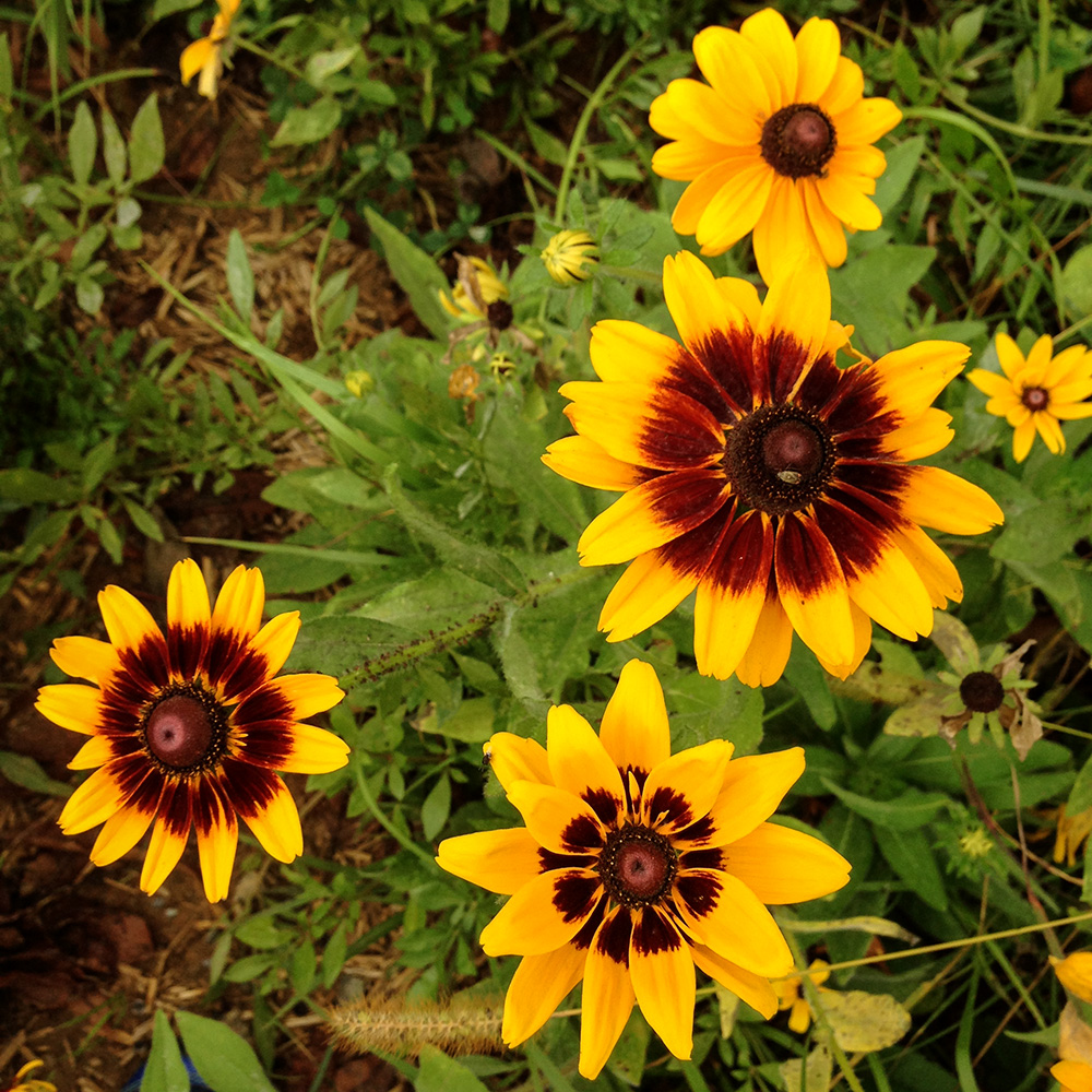 Rudbeckia hirta var. pulcherrima