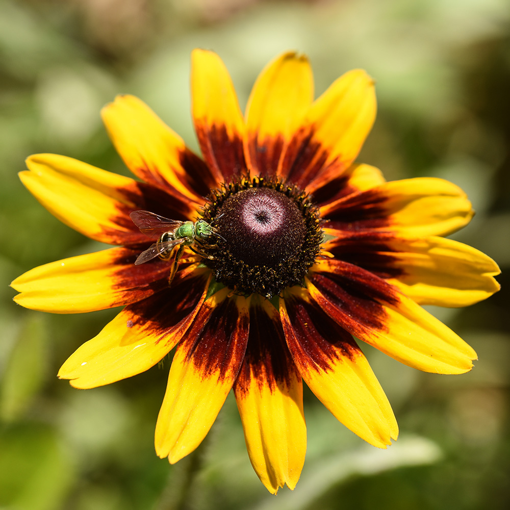 Rudbeckia hirta var. pulcherrima