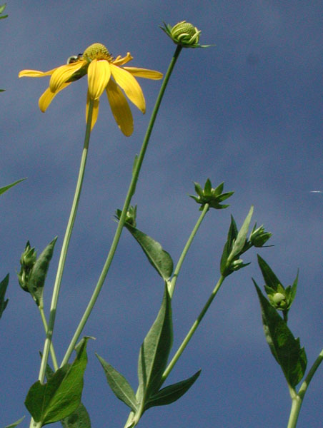 Green-head Coneflower