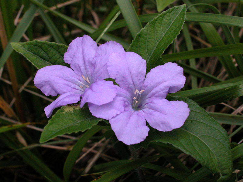 Carolina Wild Petunia