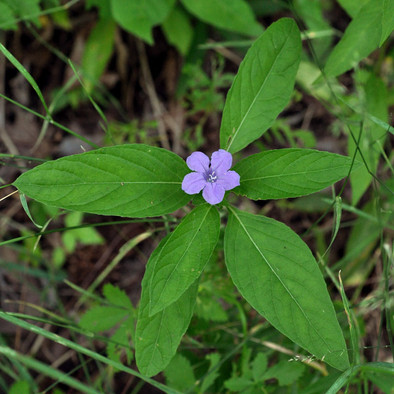 Carolina Wild Petunia