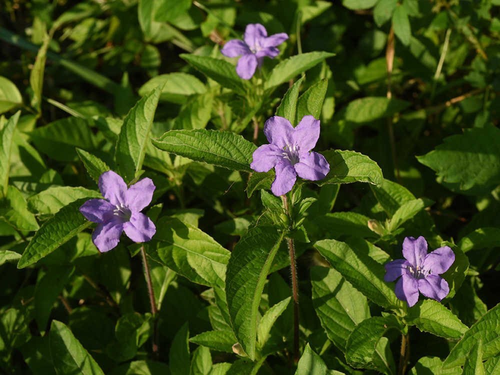 Carolina Wild Petunia