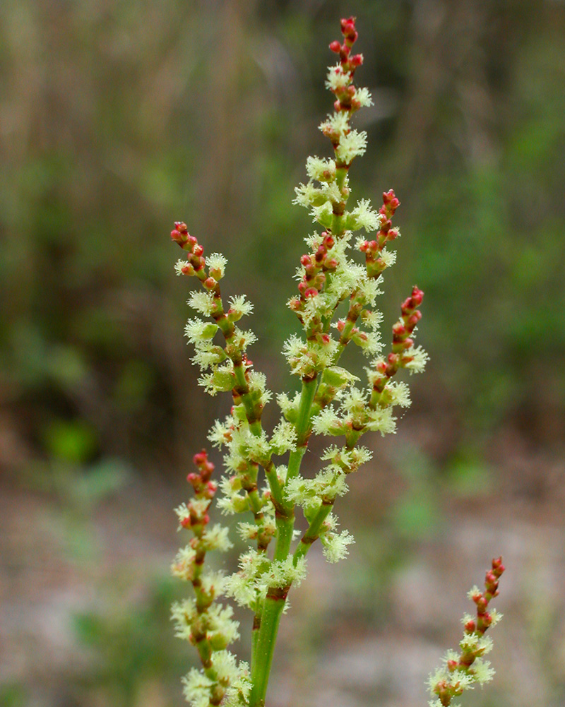 Rumex acetosella