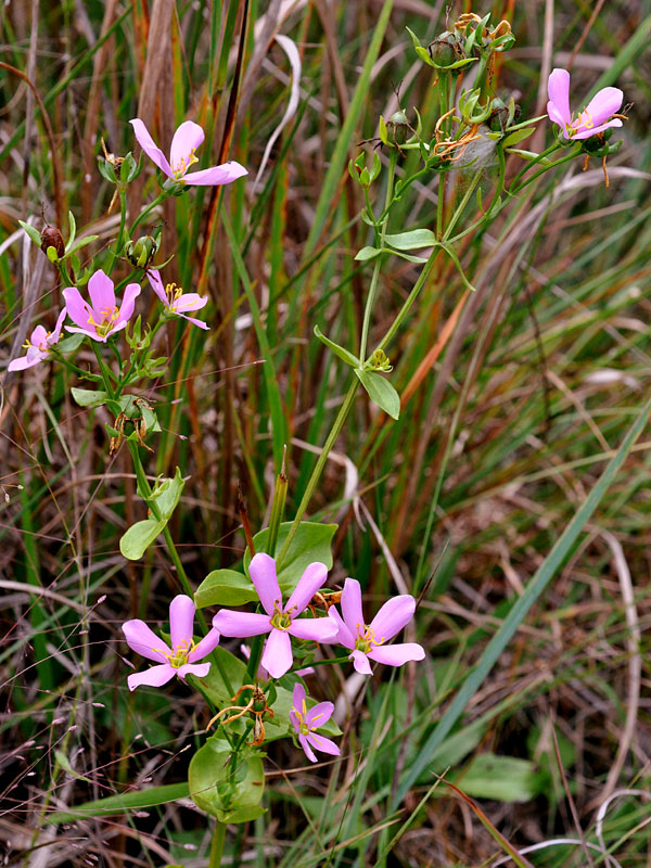 <i>Sabatia angularis</i>