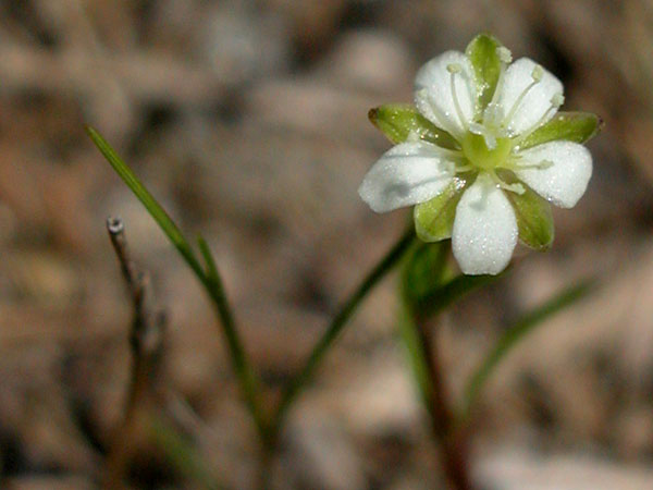 Sagina decumbens