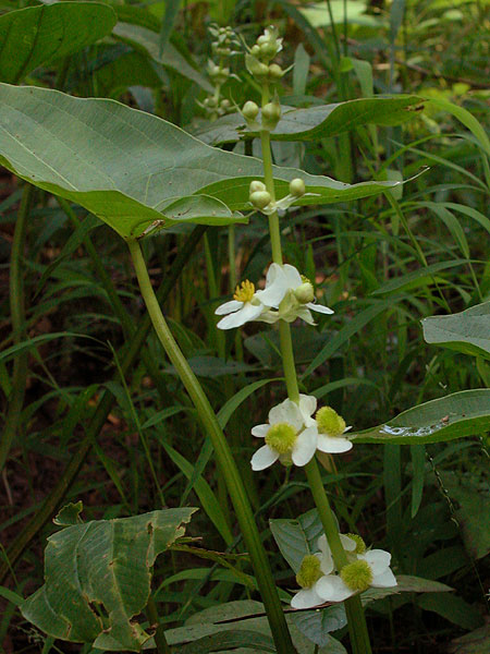 Sagittaria australis