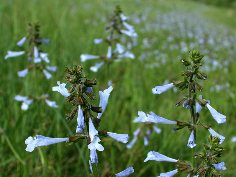 Lyre-leaf Sage