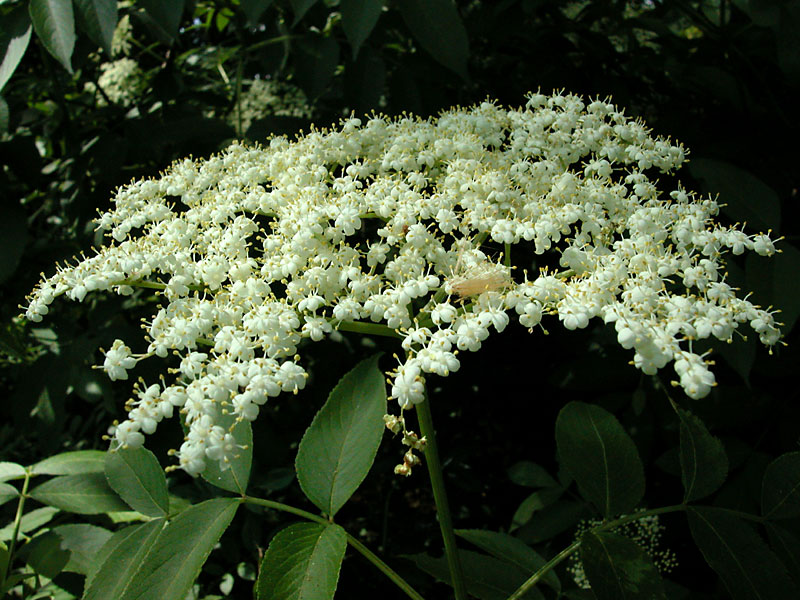 Sambucus canadensis