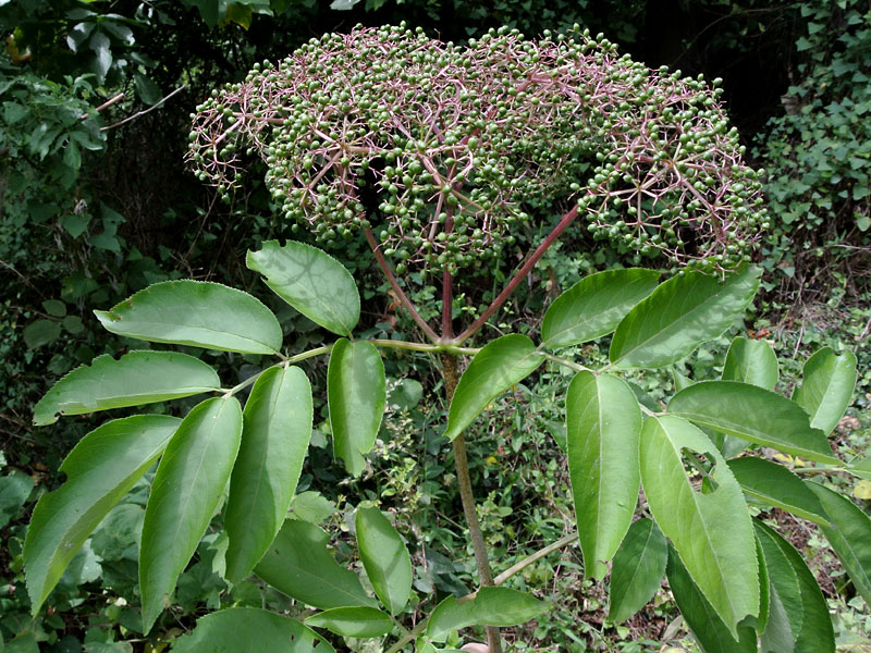 Sambucus canadensis