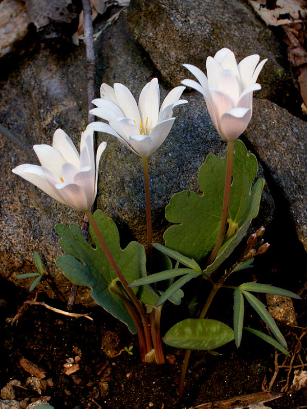 Sanguinaria canadensis