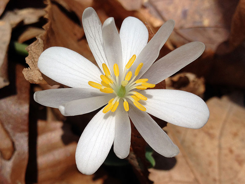 Sanguinaria canadensis