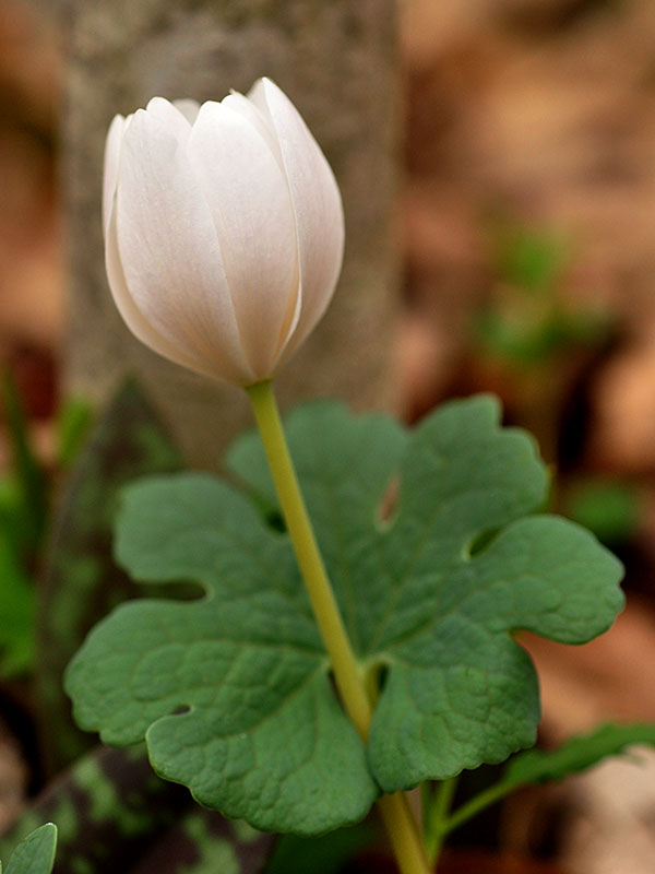 Sanguinaria canadensis