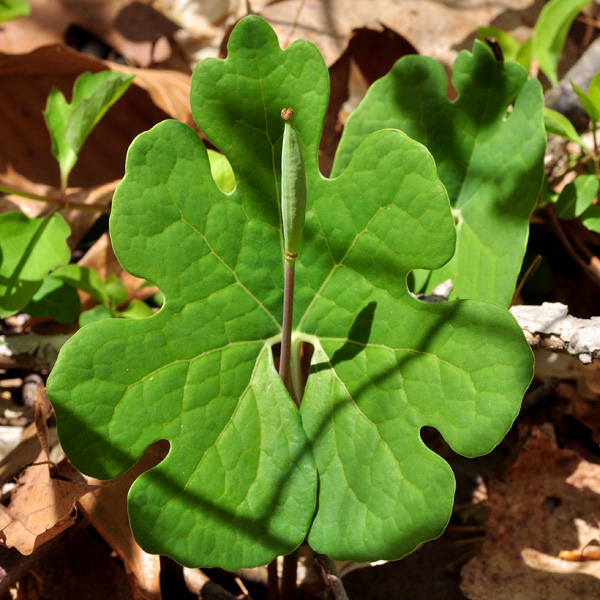 Sanguinaria canadensis