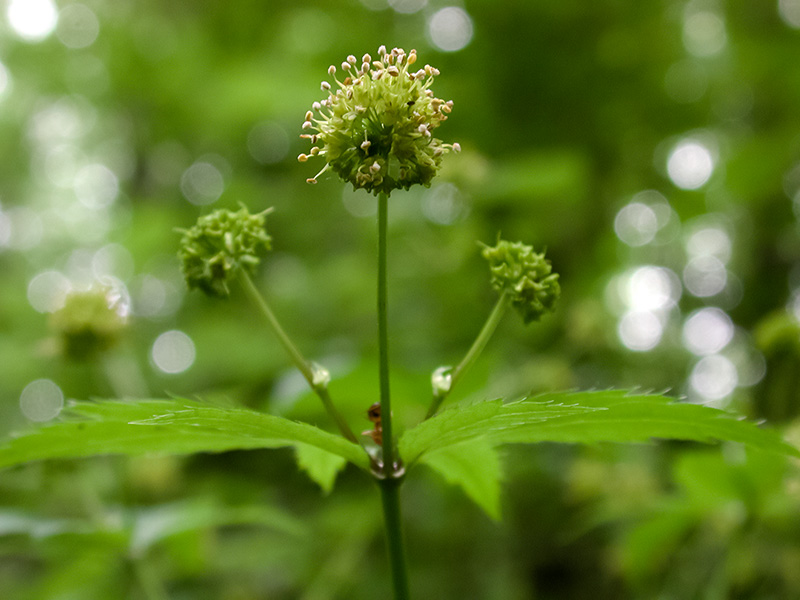 Sanicula odorata