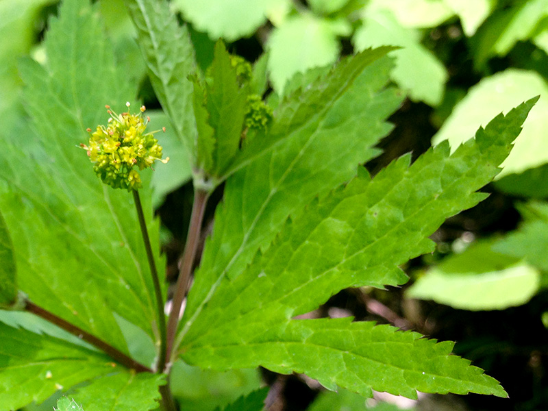 Sanicula odorata