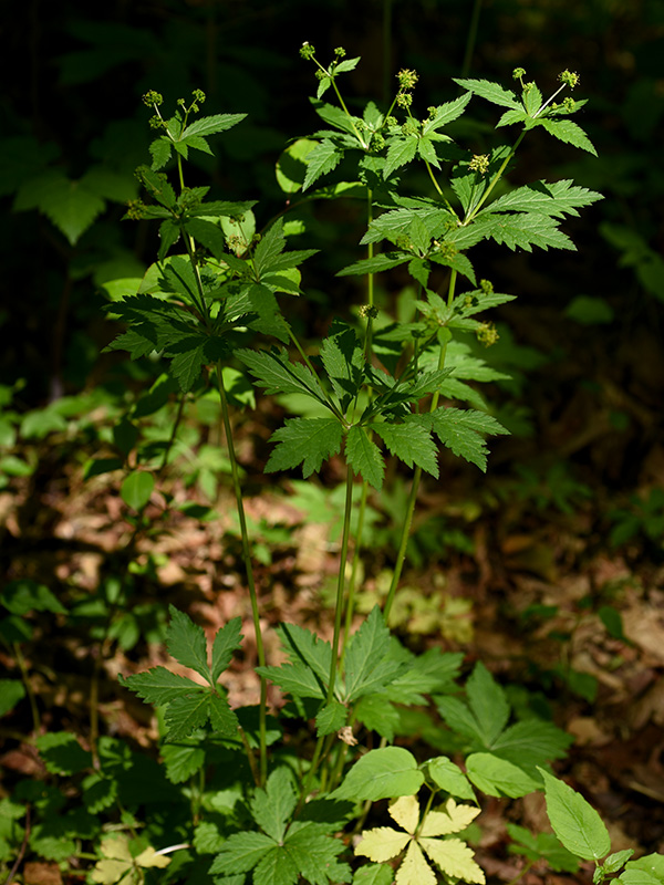 Sanicula odorata