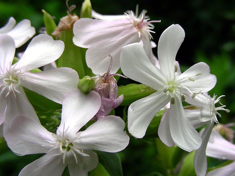 Saponaria officinalis