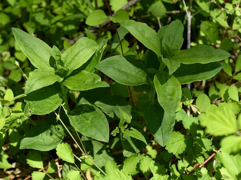 Saponaria officinalis