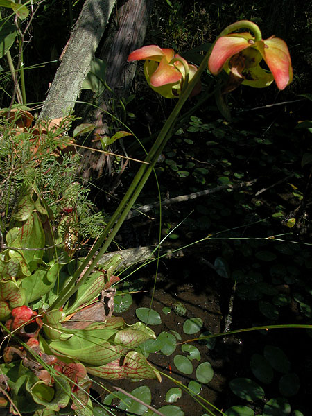 Sarracenia purpurea var. purpurea