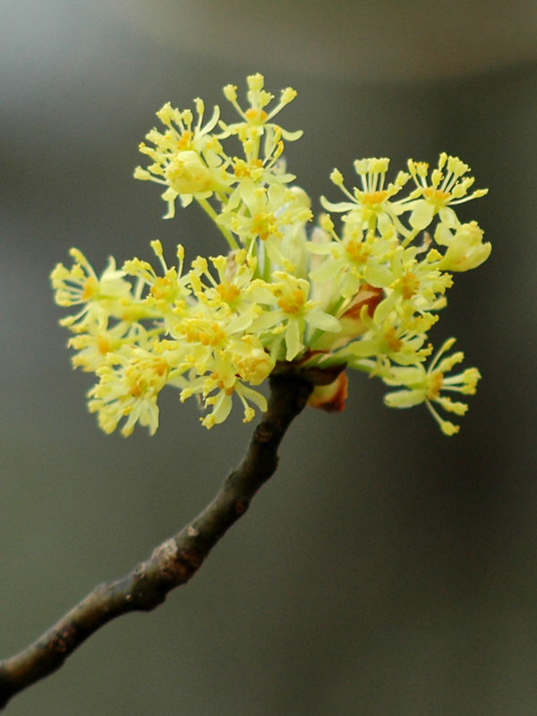 Sassafras albidum