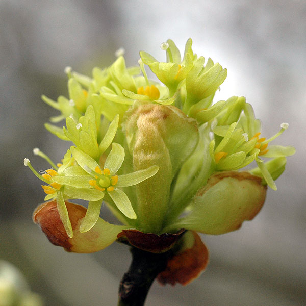 Sassafras albidum