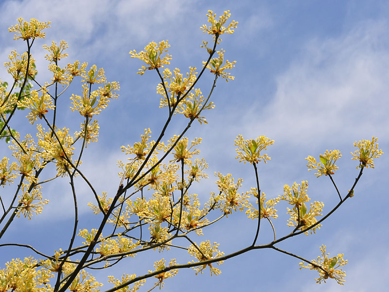 Sassafras albidum