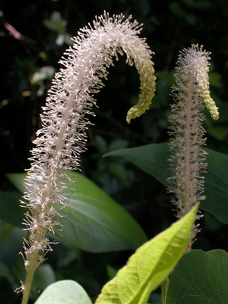 Lizard's-tail