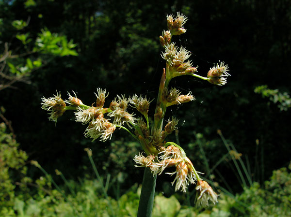 Softstem Bulrush