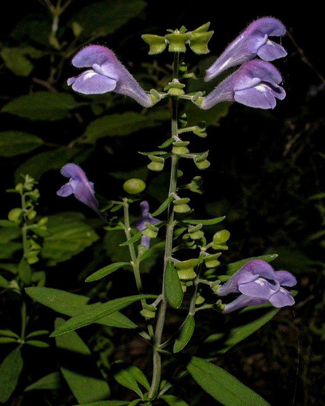 Hyssop Skullcap