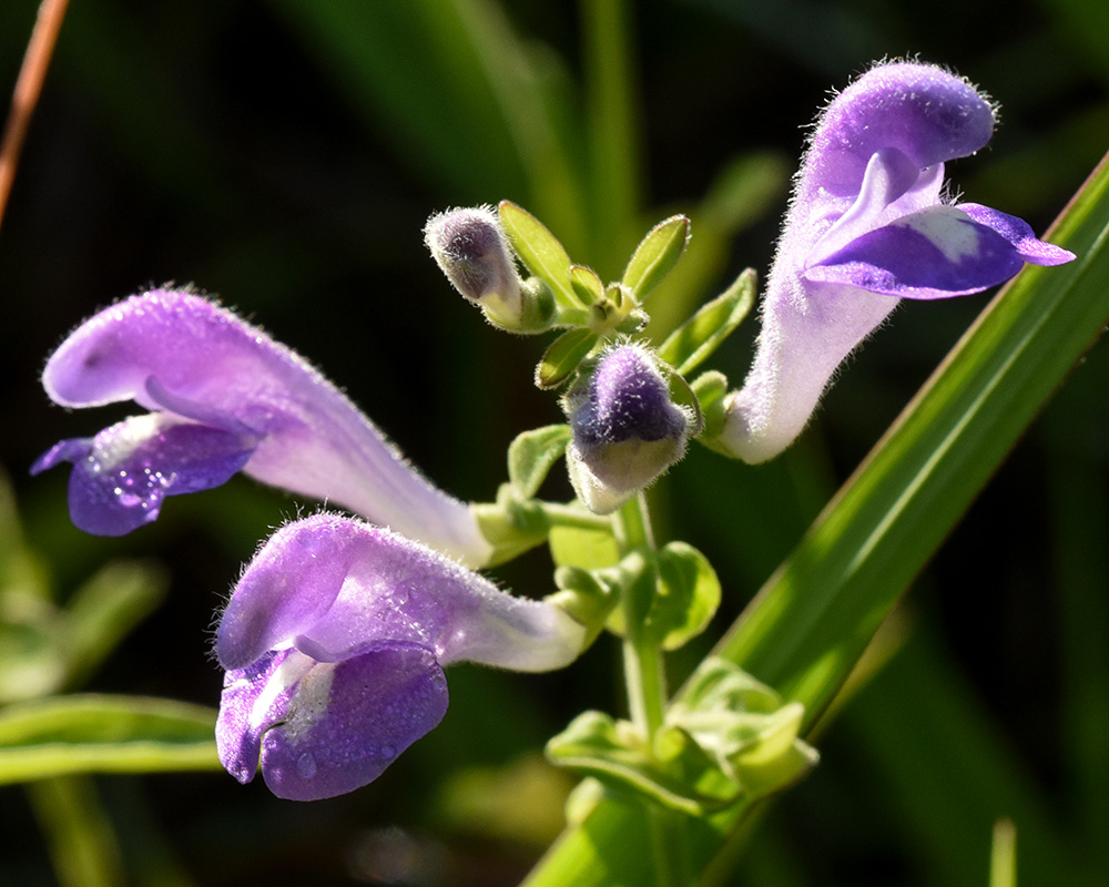 Hyssop Skullcap