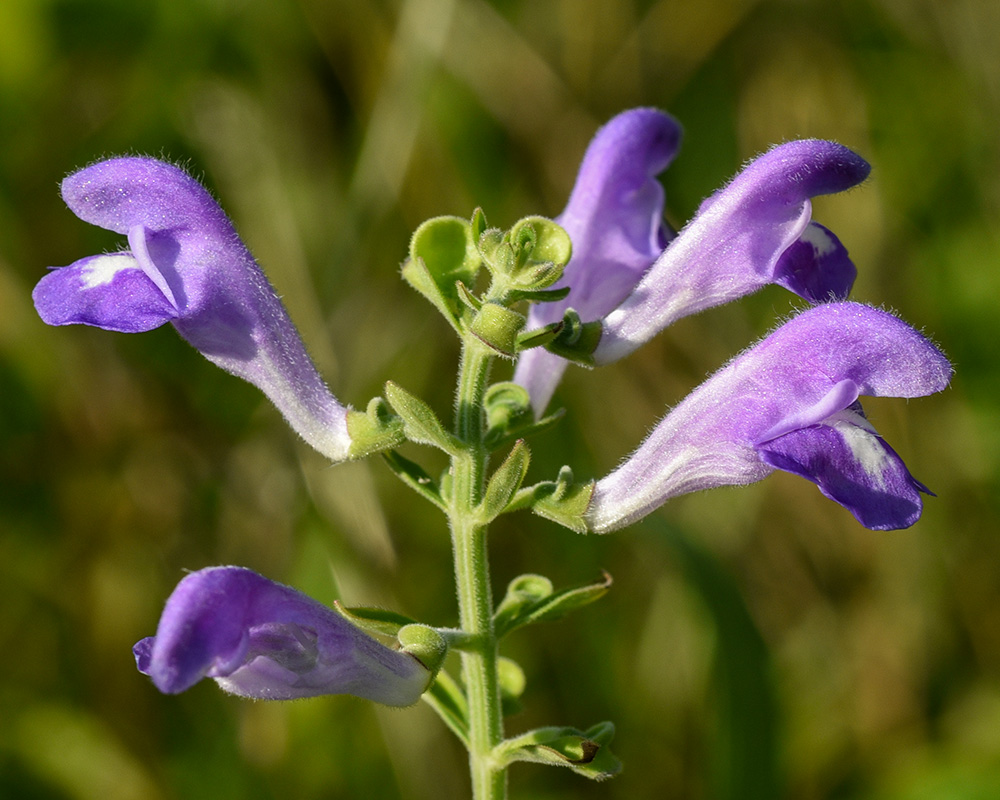 Hyssop Skullcap