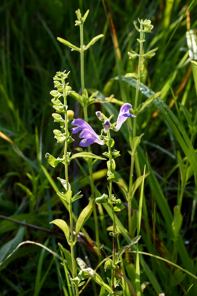 Scutellaria integrifolia