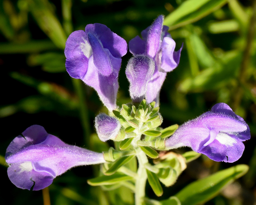 Scutellaria integrifolia