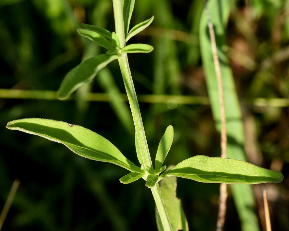 Scutellaria integrifolia